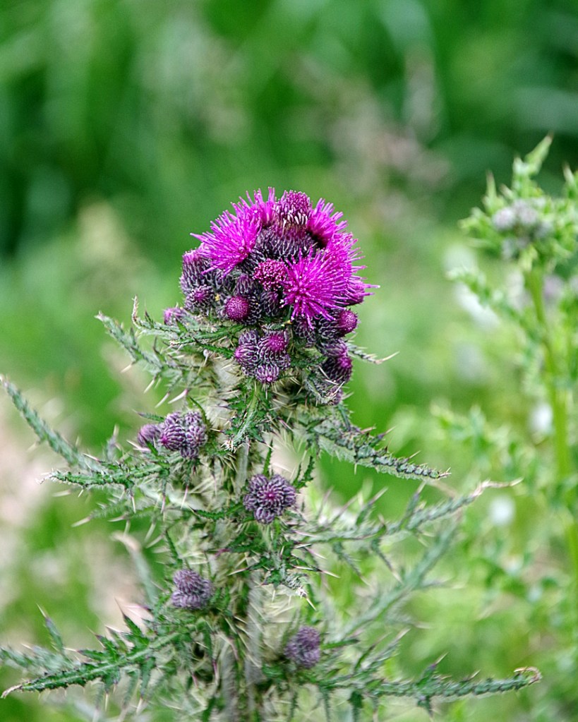 Thistle